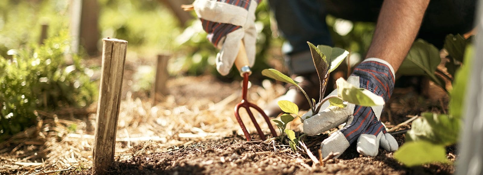 How to Make the Most of the Florida Gardening Calendar